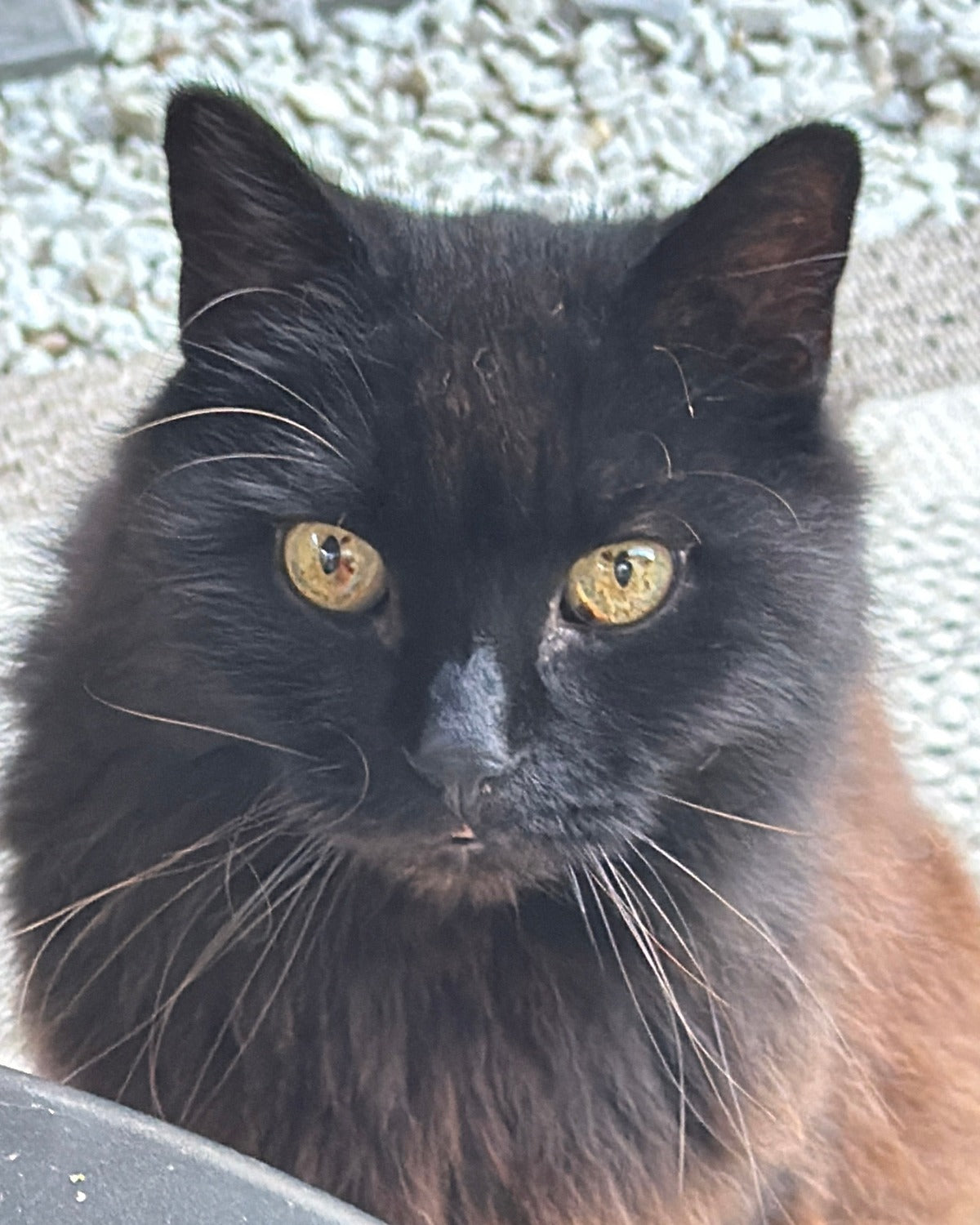 Photo originale de Nanouche, chat noir