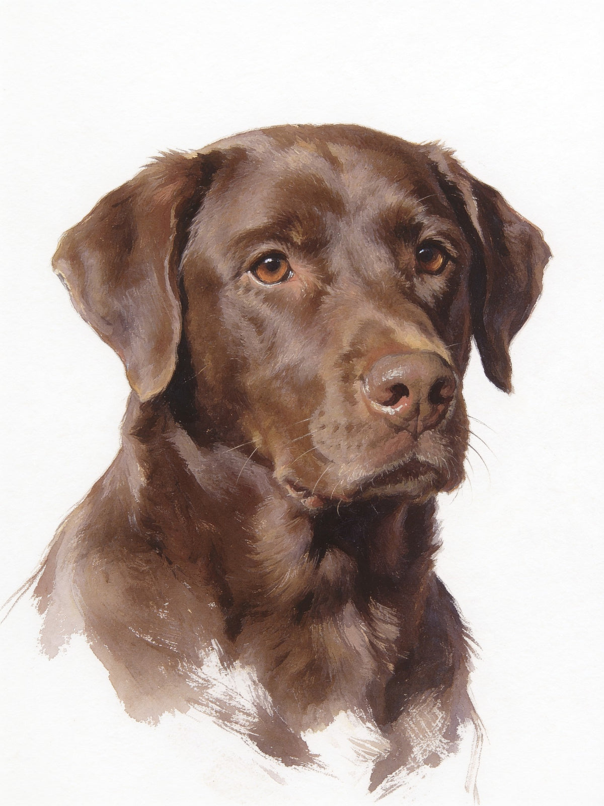 Portrait de labrador chocolat style Aquarelle
